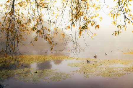 Foggy autumn morning over the lakeの写真素材