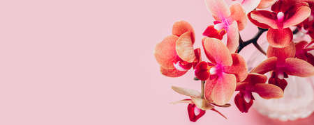 Orange Phalaenopsis Orchid Plantの写真素材