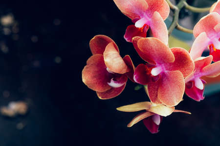 Orange Phalaenopsis Orchid Plantの写真素材