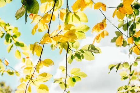 Autumn in the park
