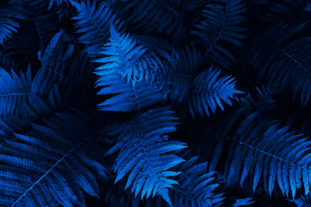 Natural floral fern leavesの写真素材