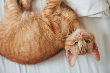 Cute ginger kitten sleeps