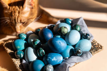 Homemade naturally dyed eggs in blue colorsの写真素材