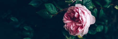 Pretty pink rose on green backgroundの写真素材