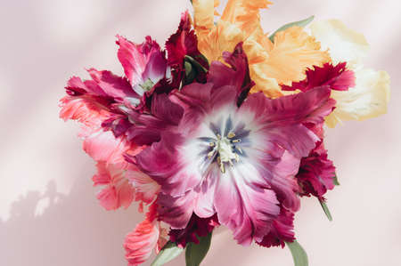 Bunch of Parrot Style Tulipsの写真素材