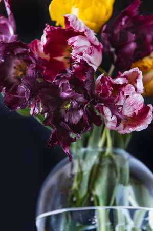 Bunch of Parrot Style Tulipsの写真素材