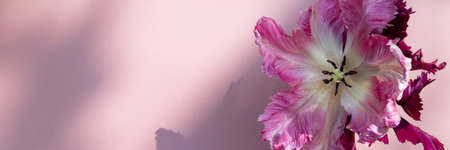 Bunch of Parrot Style Tulipsの写真素材