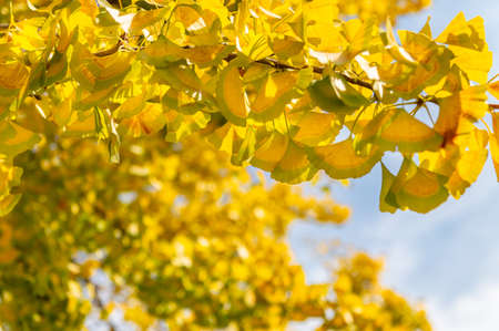 Yellow Ginkgo biloba tree