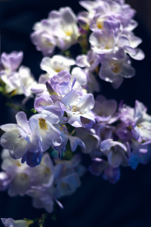 Bouquet of freesia flowersの写真素材