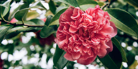 Pink Camellia Tree with Blooming Flowersの写真素材