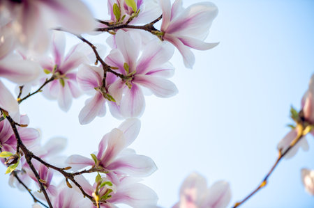 Pink Magnolia Tree with Blooming Flowers during Springtimeの写真素材