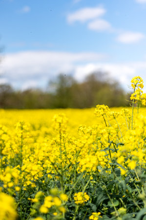 Rapeseed fields during springの写真素材