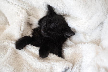 Cute black kitten on white backgroundの写真素材