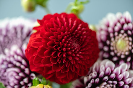 Bunch of dahlias
