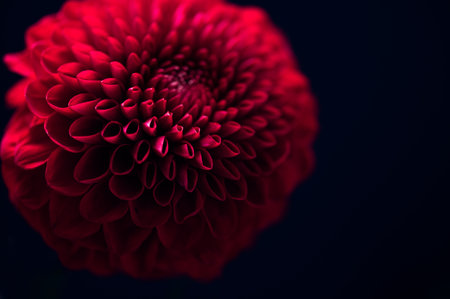 Bunch of dahlias