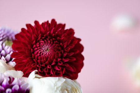 Bunch of dahliasの写真素材