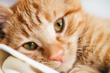 Close up of cute little red kitten, while its licking its pawの写真素材