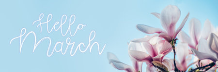 Hello March text. Beautiful Light Pink Magnolia Tree with Blooming Flowers during Springtime in English Garden, UK. Spring floral banner backgroundの写真素材