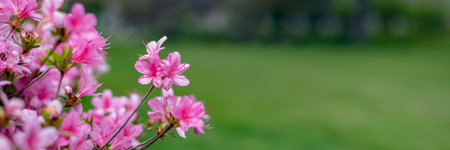 Beautiful Garden with blooming trees and bushes during spring time, England, Wales, UK, early spring flowering azalea shrubs, banner sizeの写真素材