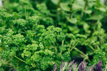 Fresh Herbs in Outdoor Baskets. Contains the following Parsley, Marjoram, Sage, Thyme, and Mintの写真素材