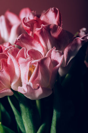 Beautiful Bunch of Pink Parrot Style Tulips in the Vase on pink background, spring holiday concept, art backgroundの写真素材