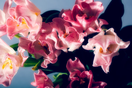 Beautiful Bunch of Pink Parrot Style Tulips in the Vase on pink background, spring holiday concept, art backgroundの写真素材