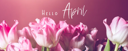 Hello April text. Beautiful Bunch of Pink Parrot Style Tulips in the Vase on pink background, spring holiday concept, art background, banner sizeの写真素材