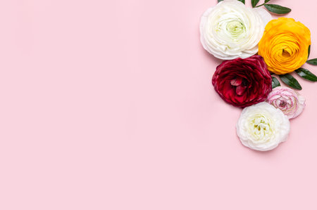 Tender ranunculus flowers as flatlay on pink background with copy space. Bunch of Persian buttercup in floral arrangements, top viewの写真素材