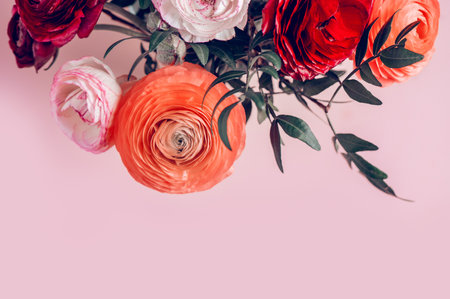 Tender ranunculus flowers in vase on pink background with copy space. Bunch of Persian buttercup in...
