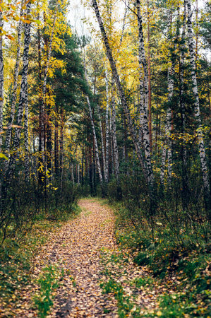 Autumn forest with yellow birches and pinesの写真素材