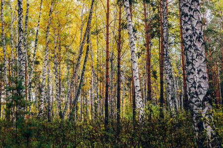 Autumn forest with yellow birches and pines