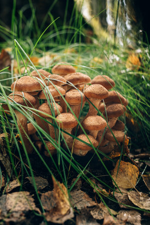 Honey mushrooms grow in the forest during autumn monthsの写真素材