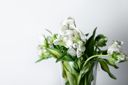 Beautiful Bunch of White Parrot Style Tulips in the Vase on white background, spring holiday concept, art backgroundの写真素材