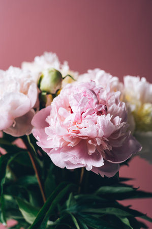 Macro shot of fresh bunch of peonies bouquet of white and pink colors. Card Concept, gentle abstract floral background image, close up, shallow DoFの写真素材