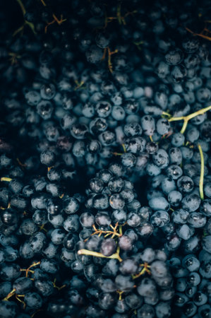 A lot of fresh organic grapes on market stall or in groceries shop area. Blue grapes background....