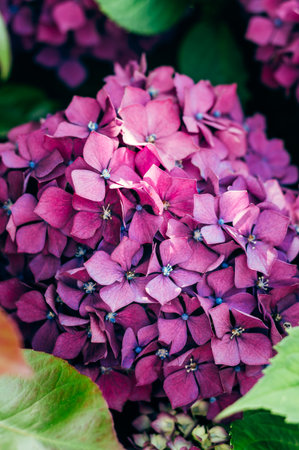 Pink Hydrangea Flowers in the Gardenの写真素材