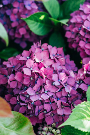 Pink Hydrangea Flowers in the Gardenの写真素材