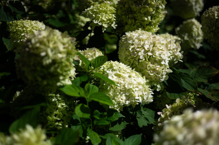 Green Hydrangea Flowers in the Gardenの写真素材