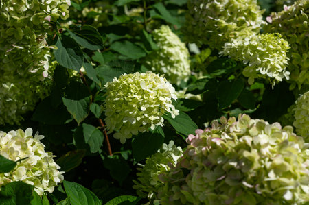 Green Hydrangea Flowers in the Garden