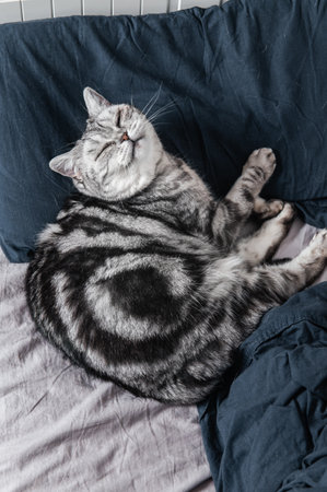 Cute gray british shorthair cat sleeps in undone bedの写真素材