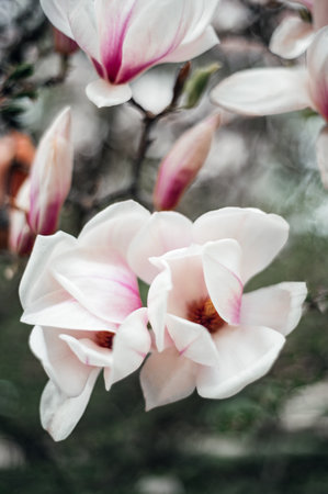 Beautiful Light Pink Magnolia Tree with Blooming Flowers during Springtime in English Garden, UK. Spring floral backgroundの写真素材