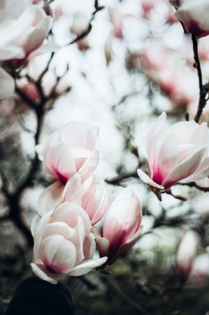 Beautiful Light Pink Magnolia Tree with Blooming Flowers during Springtime in Garden. Spring floral backgroundの写真素材