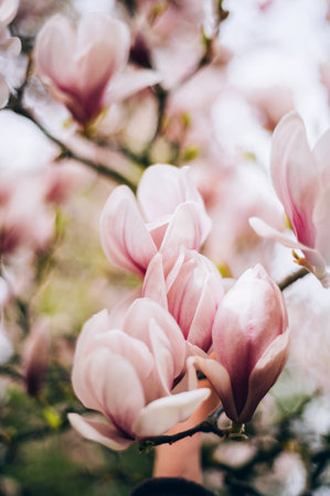 Beautiful Light Pink Magnolia Tree with Blooming Flowers during Springtime in English Garden, UK. Spring floral backgroundの写真素材