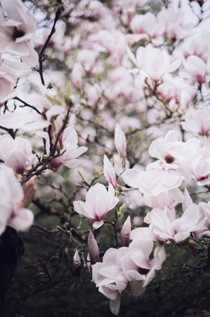 Beautiful Light Pink Magnolia Tree with Blooming Flowers during Springtime in English Garden, UK. Spring floral backgroundの写真素材