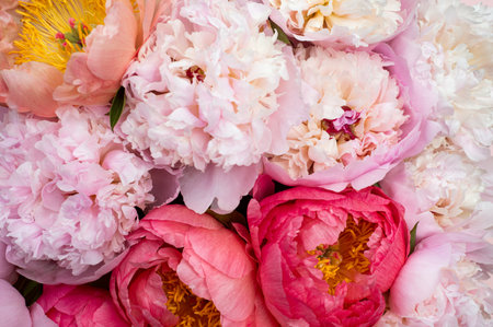 Fresh bunch of pink peonies on pink background. Card Concept, pastel colors, close up imageの写真素材
