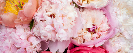 Fresh bunch of pink peonies on pink background. Card Concept, pastel colors, close up image, banner sizeの写真素材