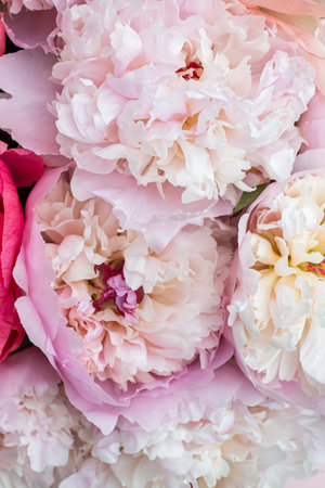 Fresh bunch of pink peonies on pink background. Card Concept, pastel colors, close up imageの写真素材