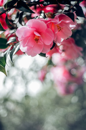 Beautiful Pink Evergreen Camellia Tree with Blooming Flowers during Springtime in English Garden, UK. Spring floral backgroundの写真素材