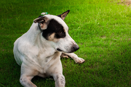 Sad dog on the grass field in the morningの写真素材