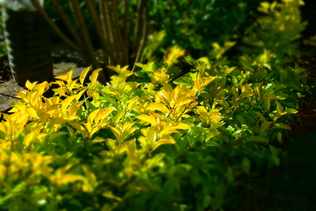 yellowish green plants in gardenの写真素材